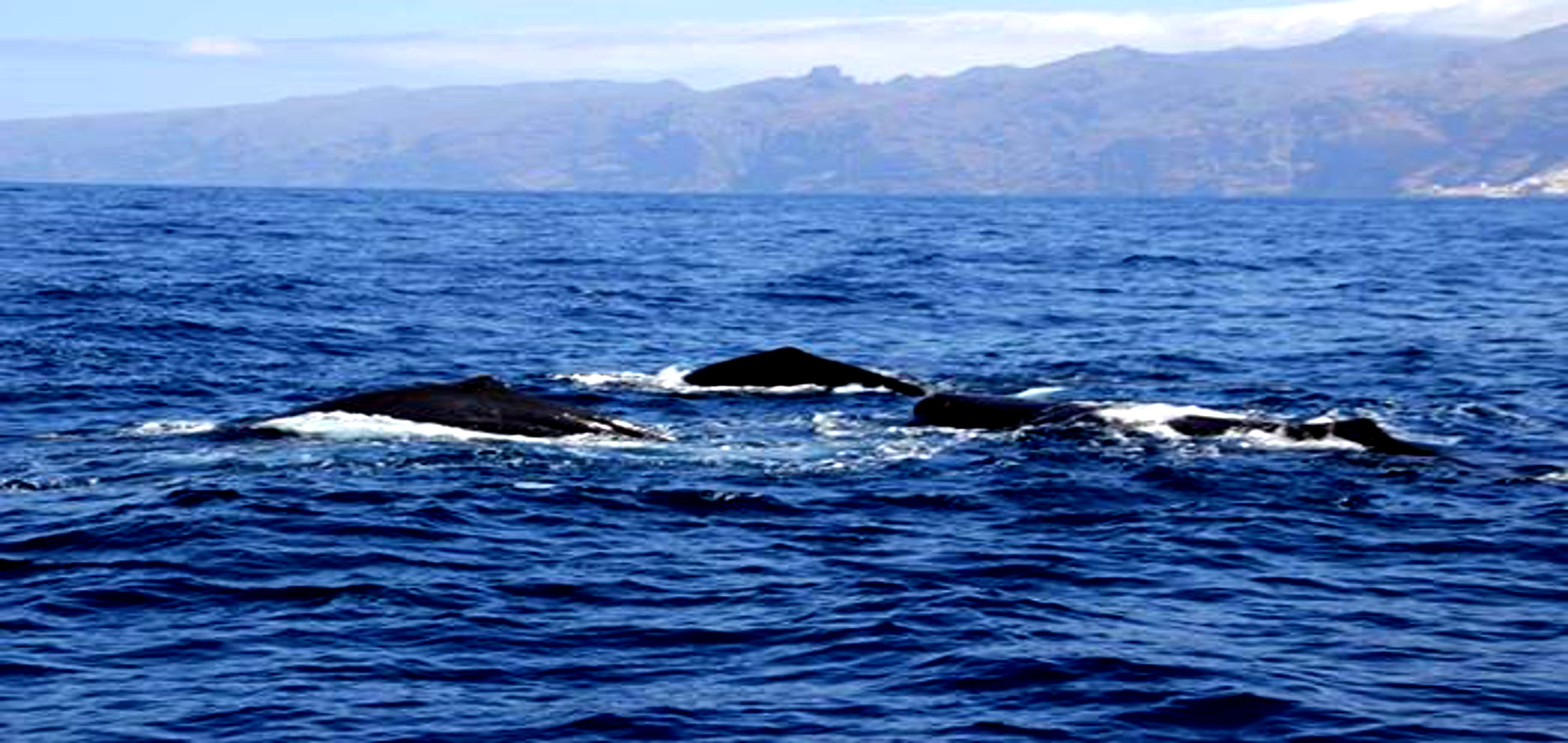 Imagen seapassion avistamiento cetaceos