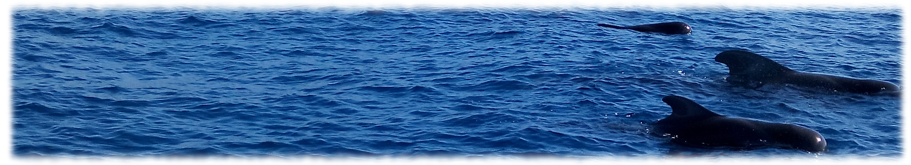Seapassion Cachalotes