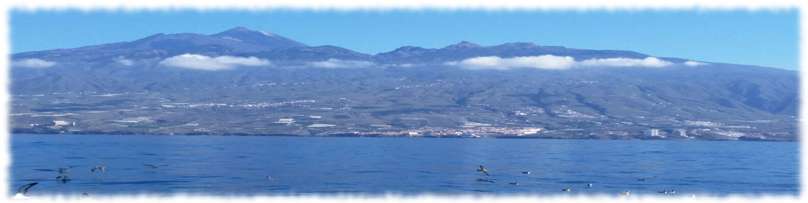 Seapassion Cachalotes, Ballenas y Delfines